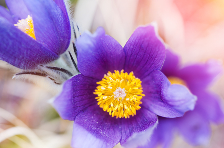 Beautiful violet crocuses, first spring flowers. Macro image with small depth of fieldの写真素材