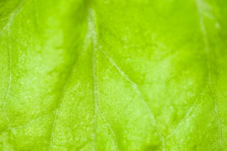 Macro image of green leaf, small depth of field. Green leaves backgroundの写真素材