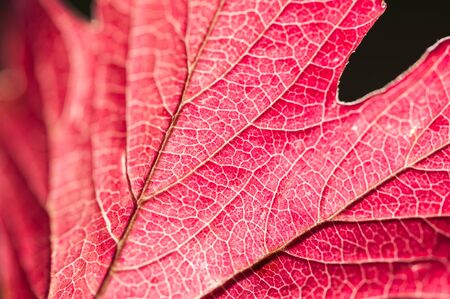 Macro image of red leaf, small depth of field.の写真素材