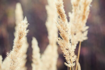 Forest meadow with wild grasses at sunset. Macro image with small depth of field.の写真素材