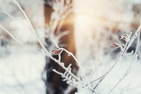 Hoarfrost on the tree in winter forest. Macro image with small depth of field.の写真素材