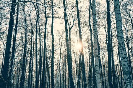 Sunset in the winter forest. Vintage filter, retro effectの写真素材