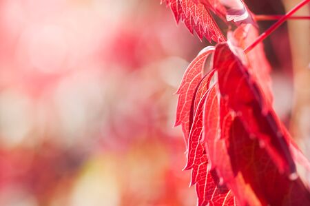 Red leaves of the wild grape on a nature background. Macro image, small depth of field.の写真素材