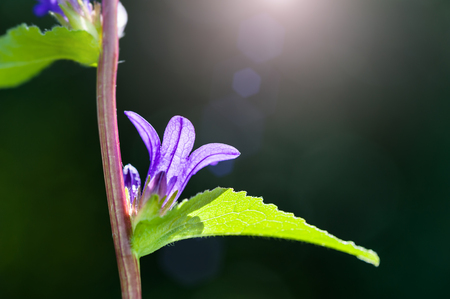 Beautiful violet bellflowers in a forest. Macro image with small depth of fieldの写真素材