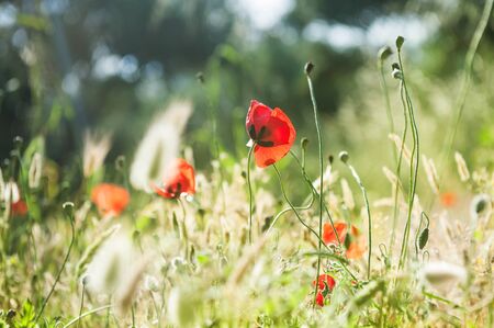 Wild red poppy flowers in a forest meadow. Macro image with small depth of fieldの写真素材