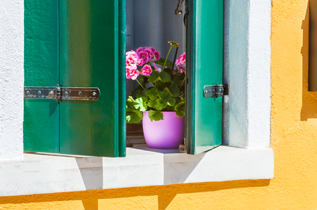 Pink flowers on the window. Colorful houses in Burano island near Venice, Italyの写真素材