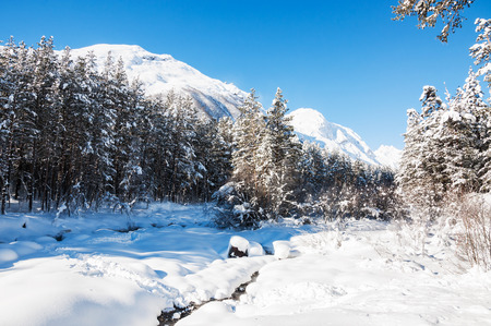 Winter forest and mountains at sunny day. Beautiful winter landscape.の写真素材