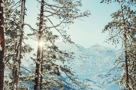 Winter forest and mountains at sunny day. Beautiful winter landscape.の写真素材