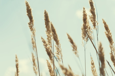 Wild grasses in a field at sunset. Vintage filter.の写真素材