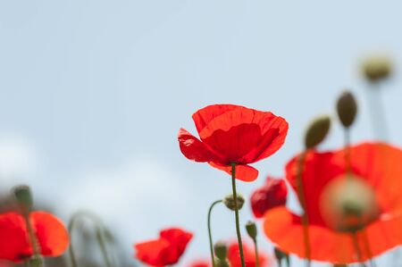 Red poppy flowers in a field. Beautiful summer landscapeの写真素材