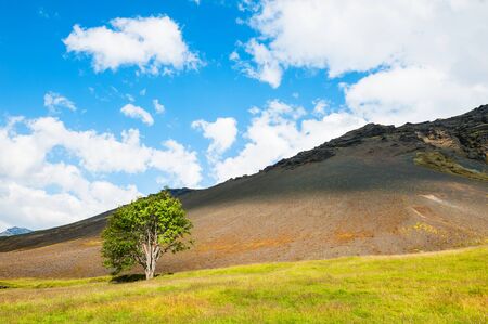 Lonely tree in the mountains. South Icelandの写真素材