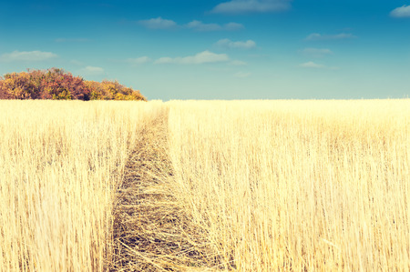 Wheat field after harvest in autumnの写真素材