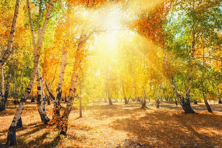 Autumn forest with yellow trees on a sunny day. Beautiful autumn landscapeの写真素材