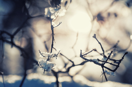 Snow on the trees in winter forest at evening sunlight. Beautiful winter landscape. Vintage effectの写真素材