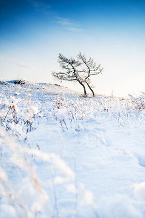 Two trees in the snow-covered mountains. Beautiful winter landscape.の写真素材