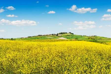 Fields of yellow flowers and blue sky. Beautiful Tuscany landscape, province of Certaldo, Italyの写真素材