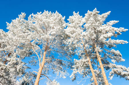 Winter trees in hoarfrost against the blue sky. Beautiful winter landscape.の写真素材
