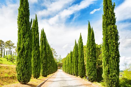 Cypress alley in Tuscany, Italy. Beautiful summer landscapeの写真素材
