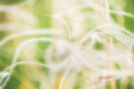 Wild grasses in summer forest, macro image. Beautiful nature backgroundの写真素材