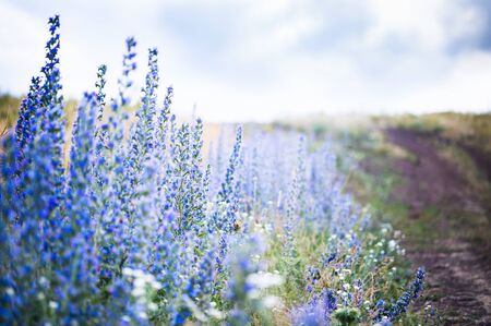 Wild violet flowers in a field at sunset. Selective focusの写真素材