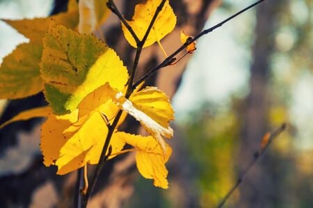Yellow leaves on the birch tree in autumn forest. Beautiful autumn landscapeの写真素材