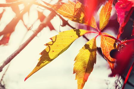 Red and yellow autumn leaves in at sunny day. Selective focus. Beautiful autumn landscapeの写真素材