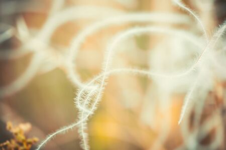 Wild grasses in autumn forest, macro image. Beautiful nature backgroundの写真素材