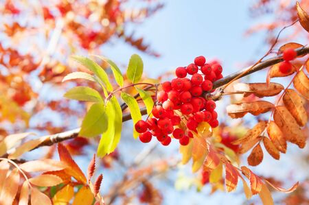 Autumn rowan tree with red berries and colorful leaves. Selective focusの写真素材