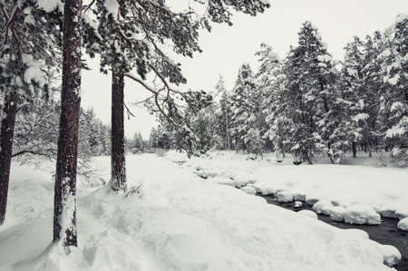 Winter forest and river after snowfall.の写真素材