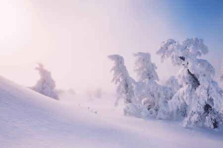 Snow-covered trees in winter forestの写真素材
