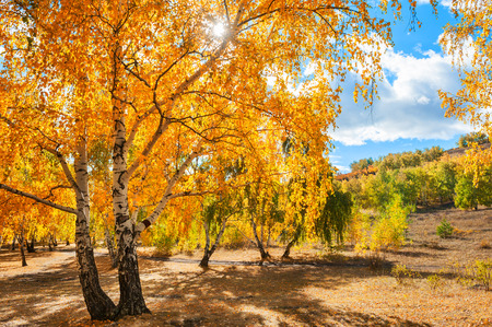 Autumn trees with yellow leaves in the forest. Beautiful landscapeの写真素材