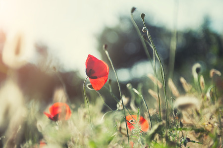Red poppy flower in the field at sunsetの写真素材
