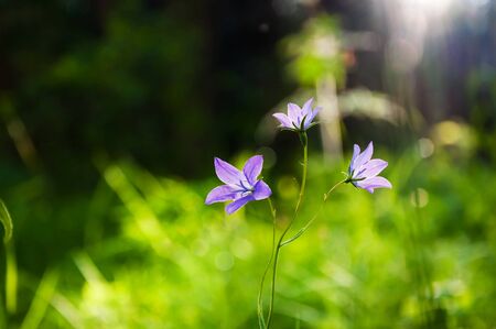 Bluebells in the forest at sunset. Macro imageの写真素材