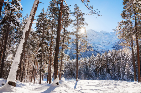 Winter forest and mountains at sunny day.の写真素材