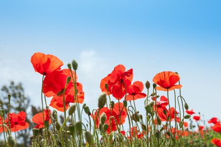 Red poppy flowers in a field.の写真素材