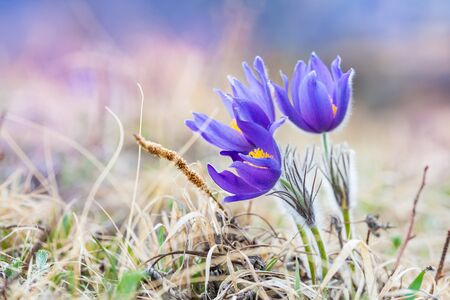 Violet crocuses in the forest. Macro imageの写真素材