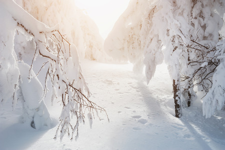 Snow-covered trees in the forest at sunset. Winter landscapeの写真素材
