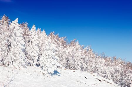 Snow-covered trees against the blue sky. Beautiful winter landscapeの写真素材