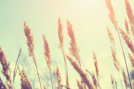 Wild grasses in a field at sunset. Beautiful autumn landscape, vintage filterの写真素材
