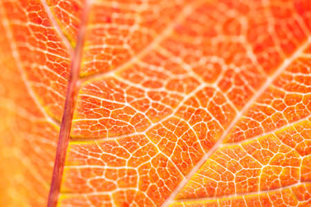Macro image of red autumn leaf. Autumn leaves backgroundの写真素材