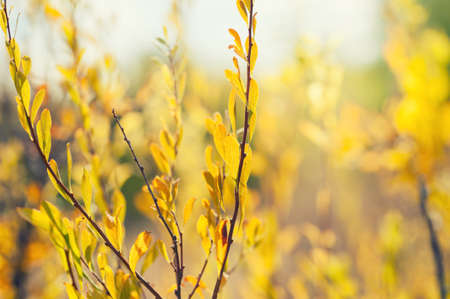 Wild plants with yellow leaves in a field at sunset. Beautiful autumn landscapeの写真素材