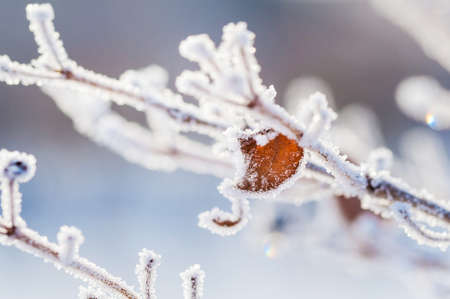 Hoarfrost on the tree in winter forest. Macro image.の写真素材