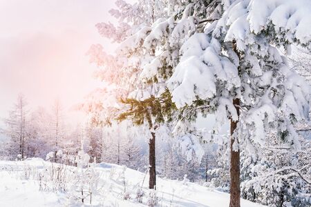 Snow covered trees in winter forest at sunsetの写真素材