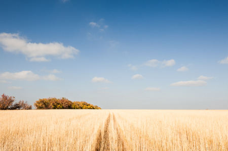 Field of wheat after harvest in autumnの写真素材