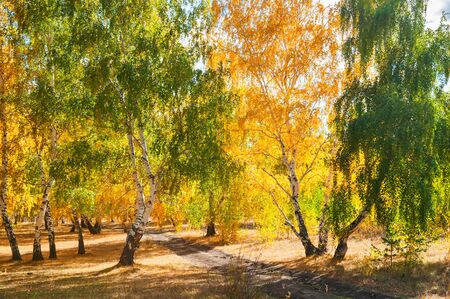 Birch trees with yellow and green leaves in autumn forest. Beautiful landscapeの写真素材