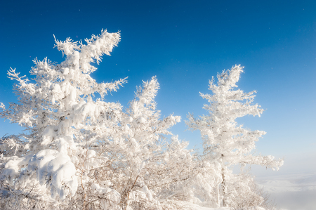 Snow-covered trees against the blue sky. Beautiful winter landscapeの写真素材