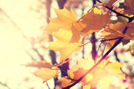 Yellow maple leaves in a forest at sunny day.
