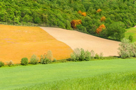Green and yellow fields and forest. Tuscany landscape, Italyの写真素材