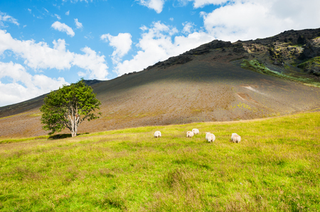 White sheep on the green field in the mountains. South Icelandの写真素材