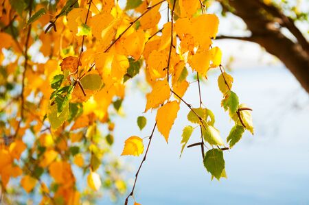 Tree with yellow autumn leaves on lake.の写真素材